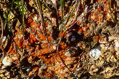 Metandrocarpa taylori