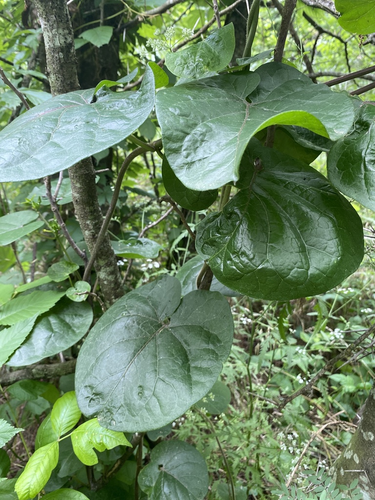 Anglepod from Elmer W. Oliver Nature Park, Mansfield, TX, US on May 28 ...