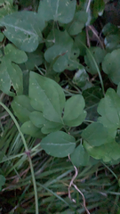 Amphicarpaea bracteata