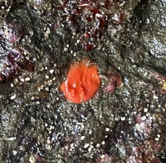 Cnemidocarpa finmarkiensis