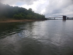 Lepisosteus platostomus