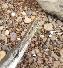 Lepisosteus platostomus