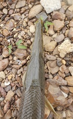 Lepisosteus platostomus