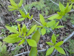 Ilex mucronata image