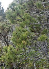 Pinus contorta bolanderi