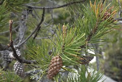 Pinus contorta bolanderi