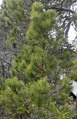 Pinus contorta bolanderi
