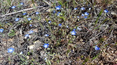 Nemophila menziesii menziesii