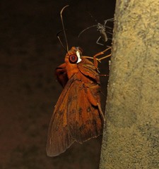 Bungalotis midas