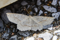 Euchlaena pectinaria