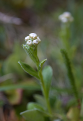 Antennaria microphylla