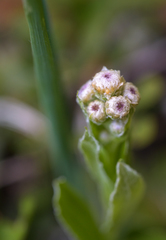 Antennaria microphylla
