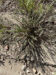 Astragalus douglasii