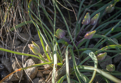 Allium crenulatum