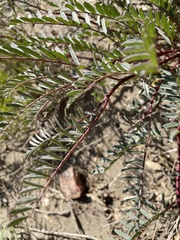 Astragalus douglasii