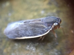Achilidae