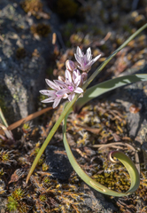 Allium crenulatum