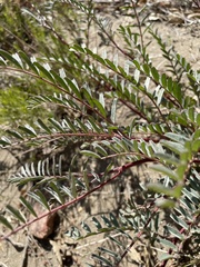 Astragalus douglasii