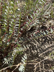 Astragalus douglasii