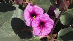 Mirabilis multiflora pubescens
