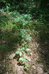 Parthenocissus quinquefolia