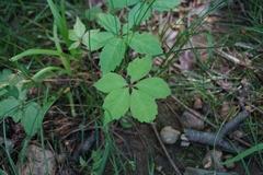 Parthenocissus quinquefolia
