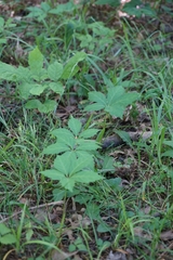 Parthenocissus quinquefolia