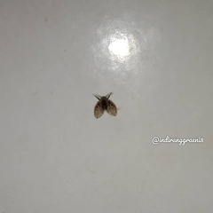 Clogmia albipunctata