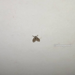 Clogmia albipunctata