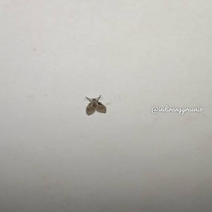 Clogmia albipunctata