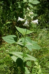 Penstemon digitalis
