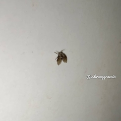 Clogmia albipunctata