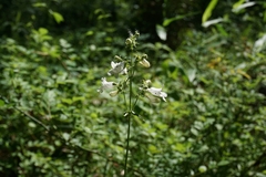 Penstemon digitalis