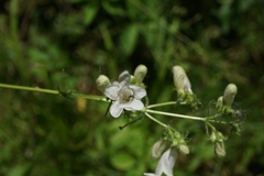Penstemon digitalis
