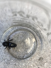 Xylocopa tabaniformis androleuca