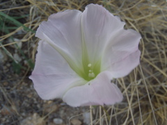 Ipomoea thurberi