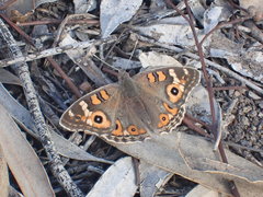 Junonia villida calybe