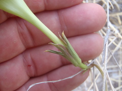 Ipomoea thurberi