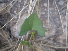 Ipomoea thurberi