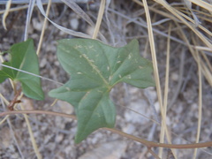 Ipomoea thurberi