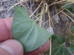 Ipomoea thurberi