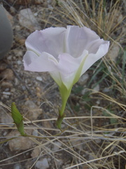 Ipomoea thurberi