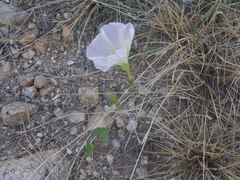 Ipomoea thurberi