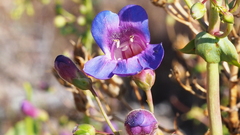 Penstemon spectabilis spectabilis
