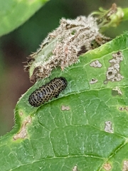 Xanthogaleruca luteola