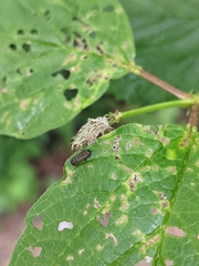 Xanthogaleruca luteola