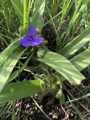 Tradescantia tharpii