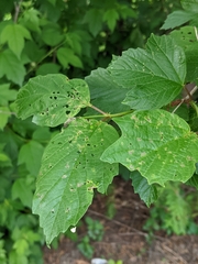 Xanthogaleruca luteola