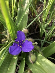 Tradescantia tharpii