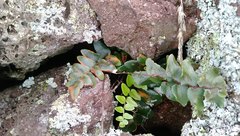 Pellaea calidirupium